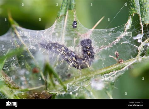 painted lady caterpillar; Vanessa cardui; cornwall Stock Photo - Alamy