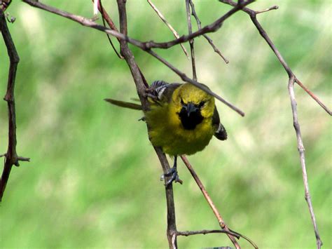 The Park Next Door - Horicon Marsh State Wildlife Area - Horicon, WI ...