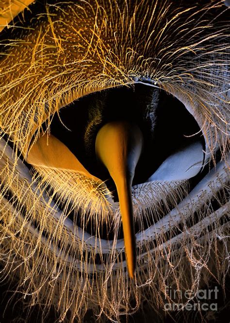 Honey Bee Stinger, Sem #2 Photograph by Stefan Diller - Pixels