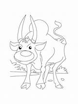 Ox coloring pages sketch template