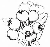 Blueberry Bush Coloring Pages  Best Place To Color sketch template