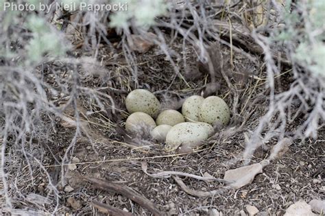 Greater Sage-Grouse - East Cascades Audubon Society