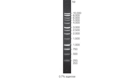 1kb DNA Ladder