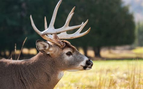 How to Define a True “Trophy” Buck - Sporting Classics Daily