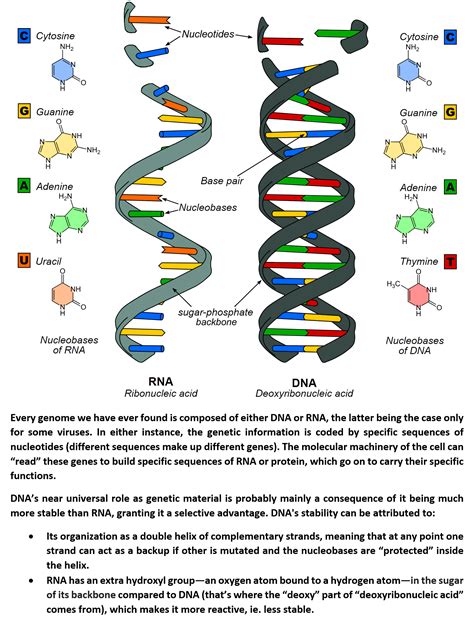 Theories On The Origin Of Life | Origin Of Life Evolution