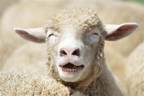 Pin by Makoto Mizuno on Humor | Funny sheep, Sheep face, Happy animals