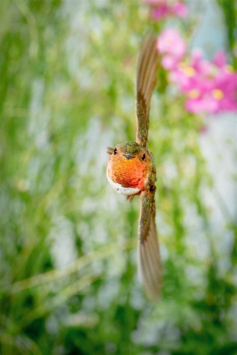 Roy Dunn - Hummingbirds in Nature