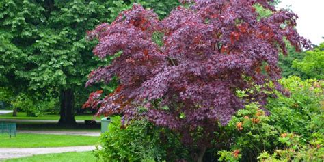 Trees with Red Leaves All Year Round: 7 Trees You Can Plant