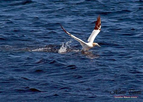 Northern Gannet | Canadian nature, Wildlife park, Beautiful birds