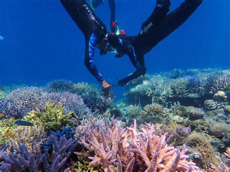 Marine conservation actions in Indonesia | Coral Guardian