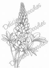 Lupine Flower Coloring Page Pages sketch template
