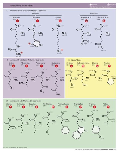 Amino Acids | Ask A Biologist