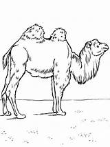 Domesticated Bactrian Camel coloring Page sketch template