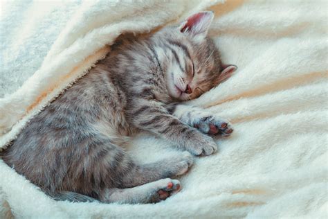 Is Your Cat Sleeping Too Much? - Tufts Catnip