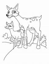 Deer Fawn Page Coloring Pages sketch template