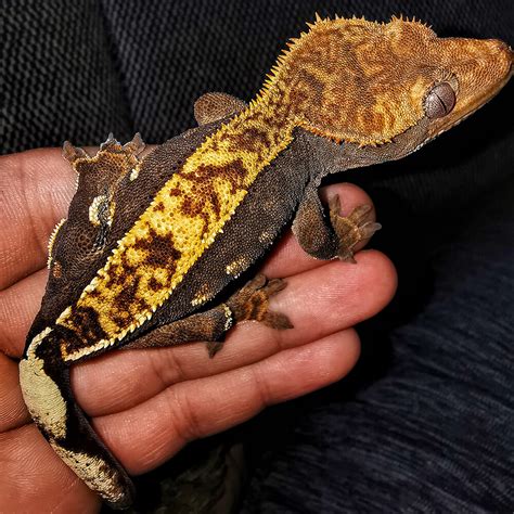 Crested Gecko as Pets | Breed Information, Care | UKPets