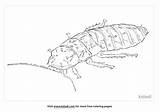 Madagascar Hissing Cockroach Diagram Sketch Coloring Page sketch template