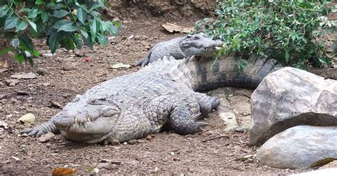 New Guinea crocodile | Saltwater crocodile, Crocodile, Animals