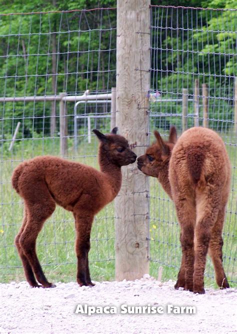 HUACAYA CRIA. Alpaca Sunrise Farm is a full-service Alpaca farm since ...