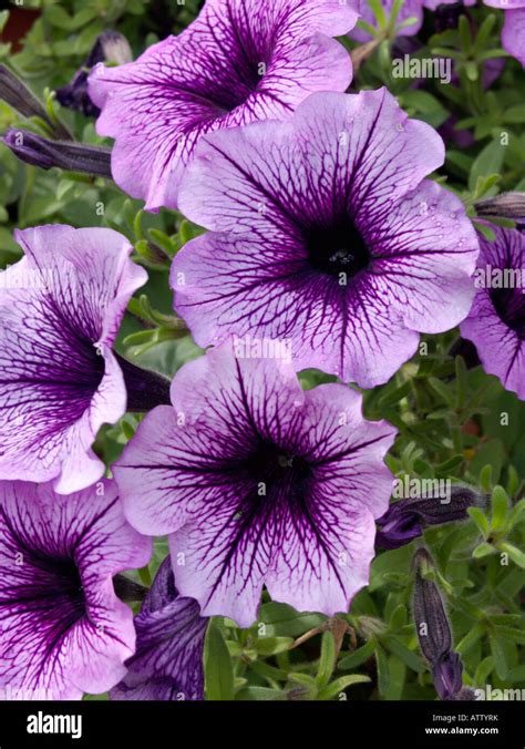 Petunia (Petunia Violet Dark Eye Stock Photo - Alamy