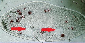 Plant Bio- tissue types and functions; algae types and functions ...