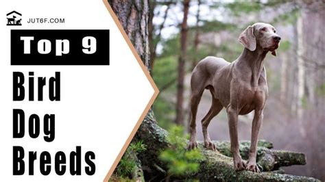 Top 9 Bird Dog Breeds