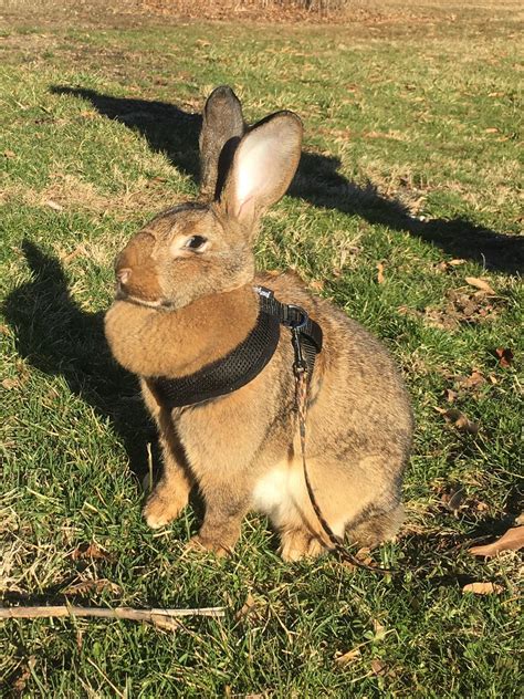 Flemish giant named Clover, enjoying her first time out with a harness. : Rabbits