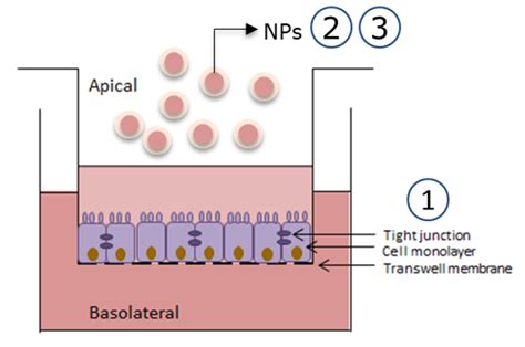 ESA - Schematic illustration of a Transwell® system with nanoparticles (NPs)