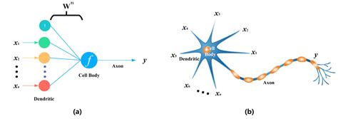 Traditional neuron. (a) Traditional artificial neuron. (b) Traditional ...