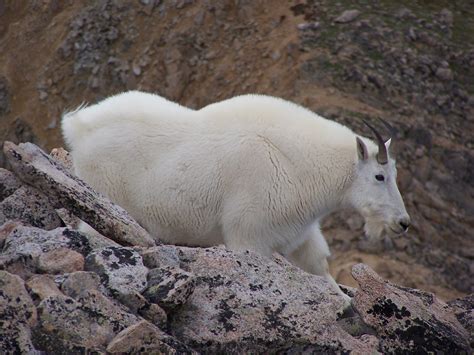 File:Mountain Goat on Mount Huron in Colorado image 1.jpg - Wikimedia Commons