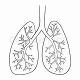 Lungs Coloring Page sketch template