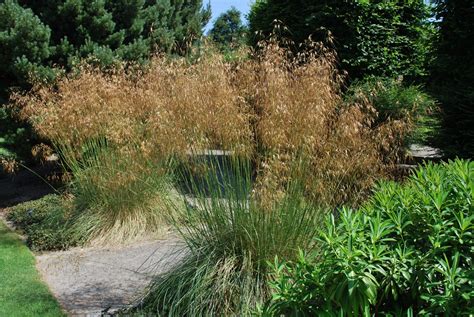 Stipa Gigantea | Emerald Plants