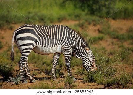 Cape Mountain Zebra ( Image & Photo (Free Trial) | Bigstock