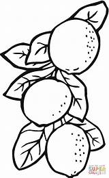 Color Lemons With Food Coloring Pages sketch template