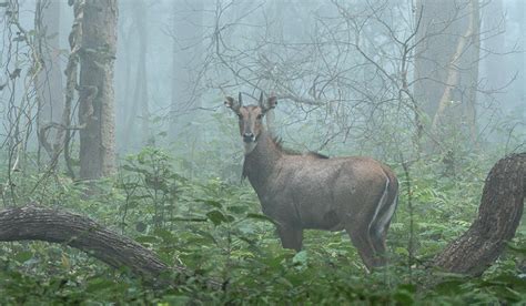 Wildlife Photography Workshop for Beginners – Bangalore - Darter Photography