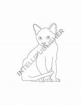 Purrfectly Coloring Pack SP sketch template