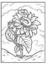 Sunflower coloring pages  ColoringLib sketch template