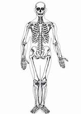 Skeleton Coloring Page Anatomy sketch template
