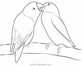 Love Birds 1 Coloring Page For Kids  Free Parrots Printable sketch template
