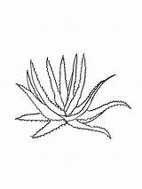 Aloe Coloring Page sketch template