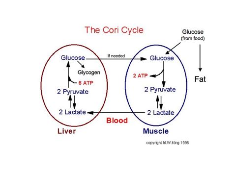 TRAIN OUT PAIN: The Cori Cycle Explained