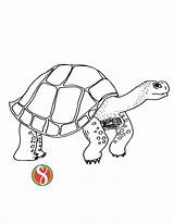 Tortoise Coloring Pages sketch template