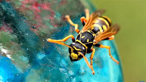 Wallpaper : nature, wasps, biology, wasp, fauna, hornet, macro photography, invertebrate ...
