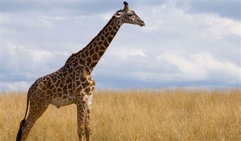 Masai Giraffe - Facts, Habitant, Life Cycle, & More