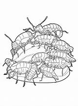 Kolorowanka Cockroach Kolorowanki Samochody Rav4 Cucaracha Karaluch  sketch template