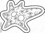 Coloring page Amoeba Proteus With Nucleus Contractile Vacuole And  sketch template
