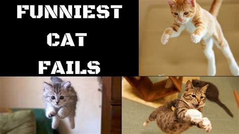 Funniest Cat Fails - New Compilation | Vol #3 | Hilarious Cat and Kitten's Video - YouTube