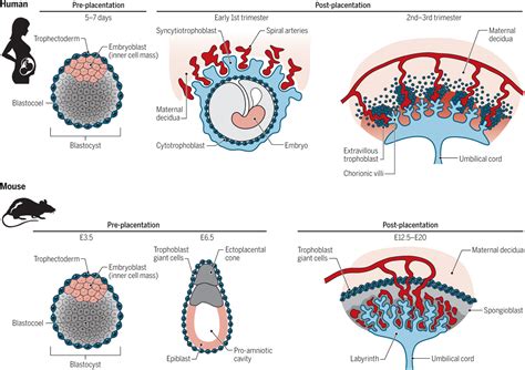 Immune responses at the maternal-fetal interface | Science Immunology