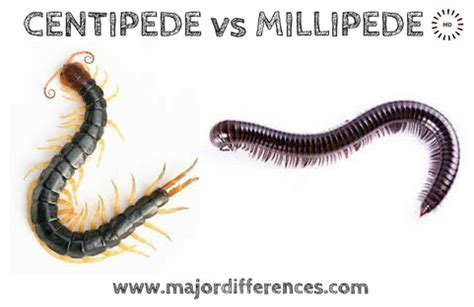 Millipede Vs Centipede