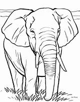 14 Elephant Coloring Pages For Kids >> Disney sketch template